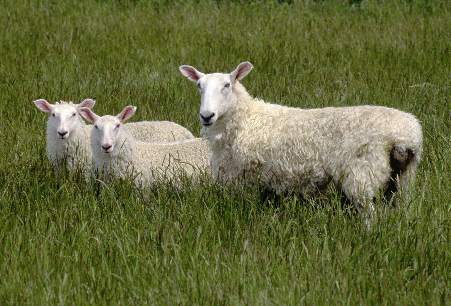 A mother with 2 lambs (part of New Zealands 70 million SHEEP) graze on lush pasture near QUEENSTOWN, NEW ZEALAND