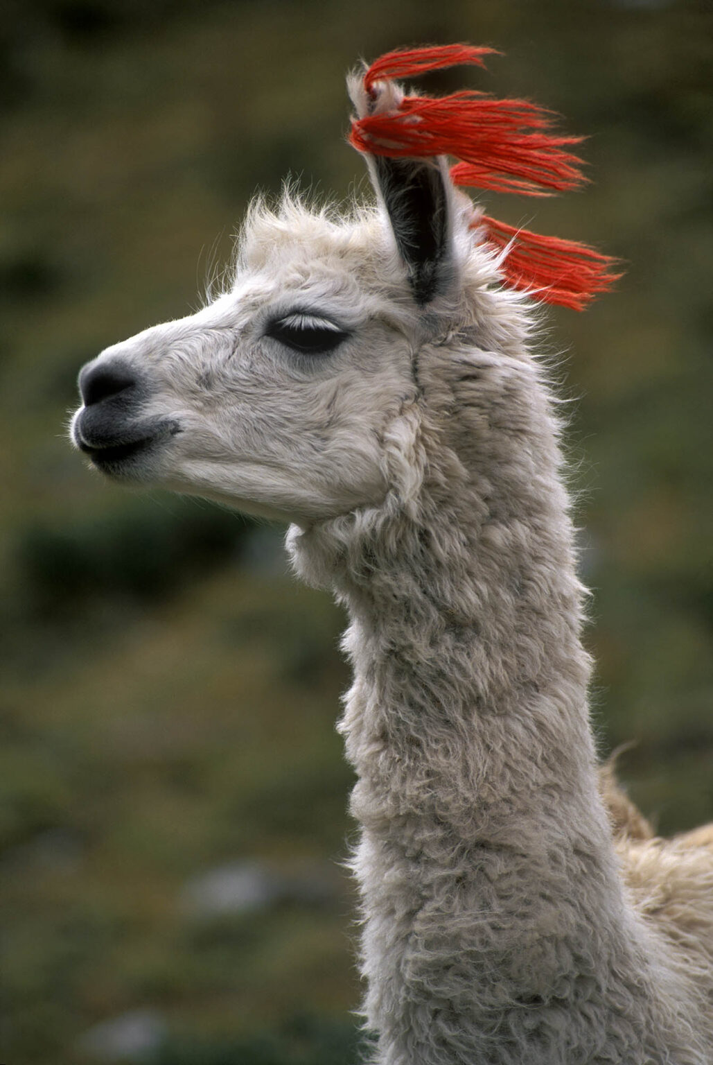 Close-up of white LLAMA with tassels at LLULLUCHAPAMPA (12,000 ft.) on the INCA TRAIL to MACHU PICCHU - PERU