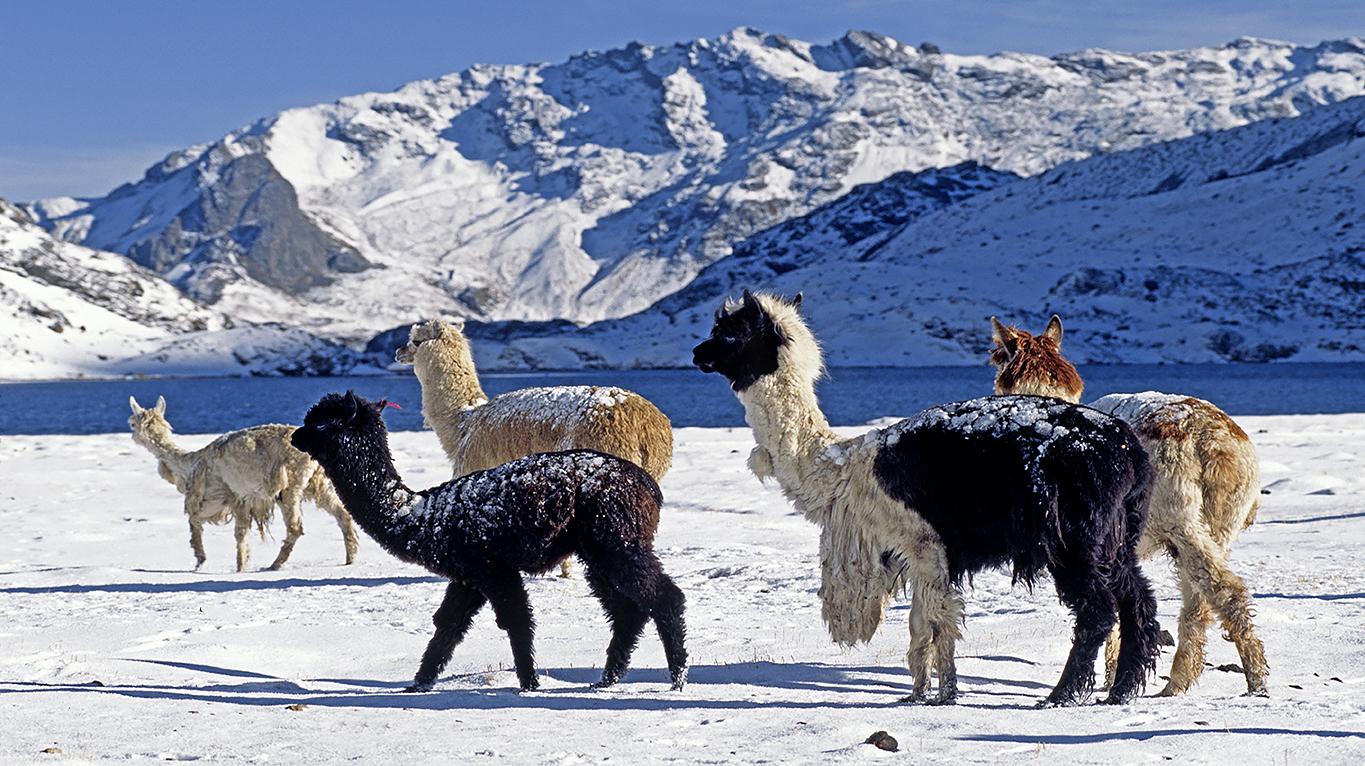 A herd of snow dusted ALPACAS pass by LAGUNA JATUN PUCACOCHA - AUZANGATE TREK, PERUVIAN ANDES