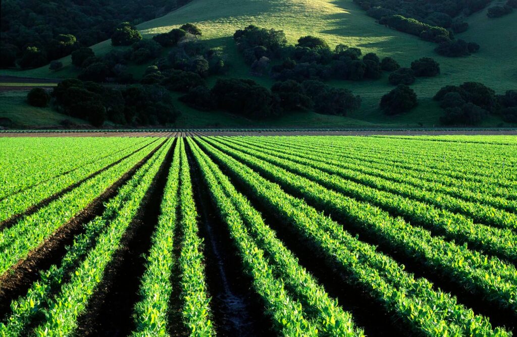 A crop of PEAS grow in the rich soil of the - SALINAS VALLEY, CALIFORNIA -  photography by Craig Lovell