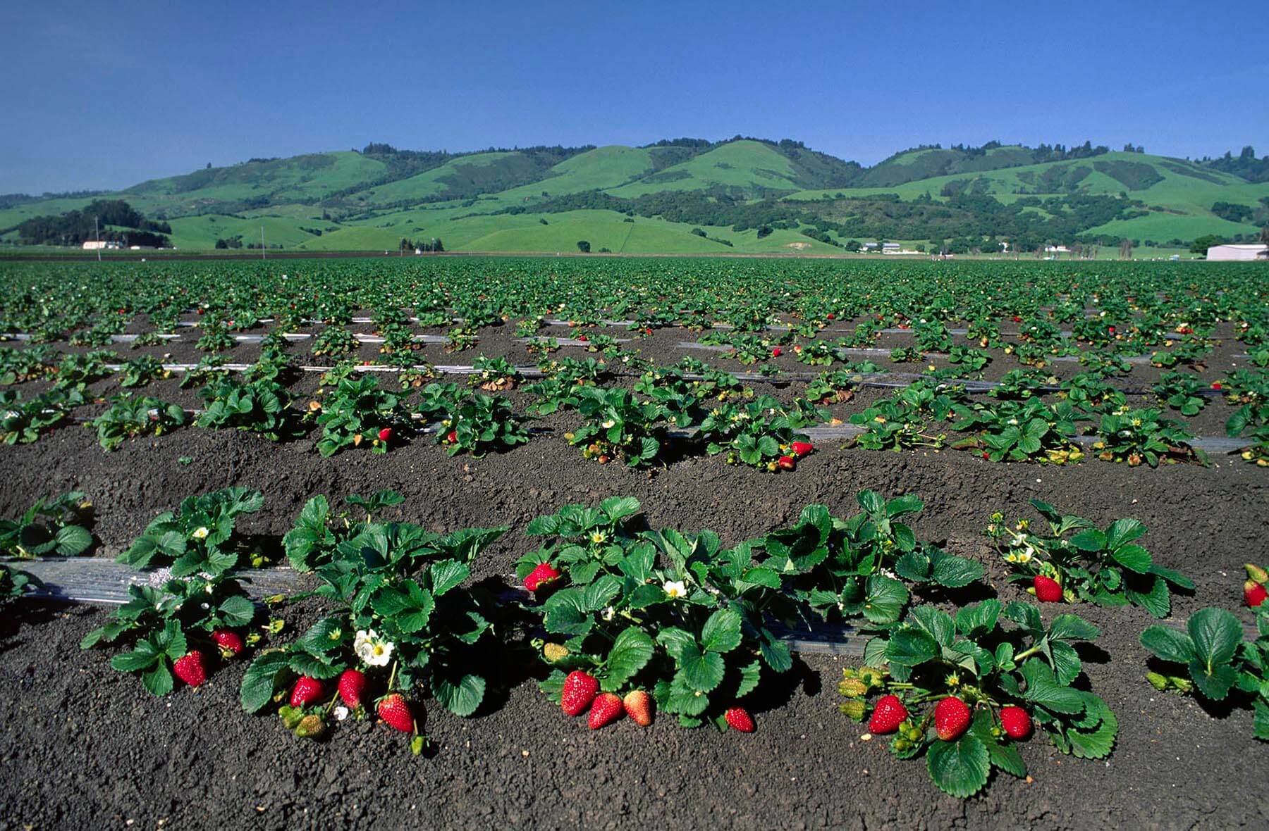 Strawberry field with ripe fruit in Watsonville, California. - Agricultural photography by Craig Lovell
