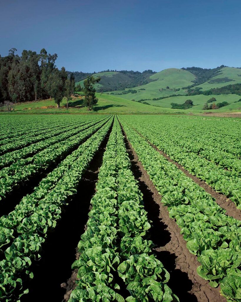 ROMAINE LETTUCE field - SALINAS VALLEY, CALIFORNIA - Agricultural photography by Craig Lovell