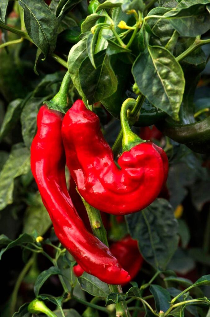 RED CHILACA CHILI PLANT - MONTEREY COUNTY, CALIFORNIA - Agriculture photograph by Craig Lovell