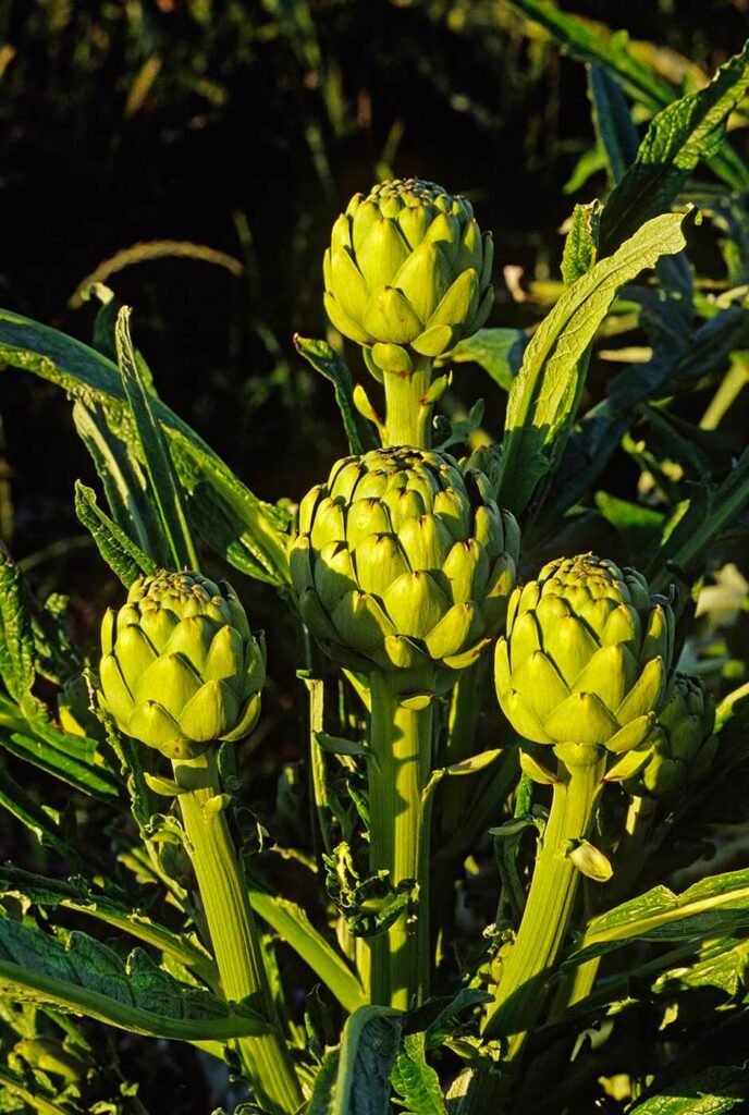 ARTICHOKES ripen in a field in the late afternoon light - MONTEREY, CALIFORNIA - Agricultural photography by Craig Lovell