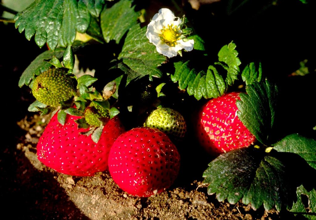 Close-up of STRAWBERRIES growing in the fields of the  SALINAS VALLEY in CALIFORNIA. - Agricultural photography by Craig Lovell