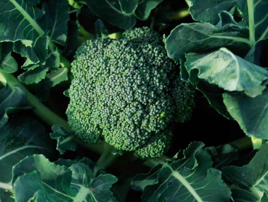 Close up of BROCCOLI growing in the SALINAS VALLEY of CALIFORNIA. - Agricultural photography by Craig Lovell
