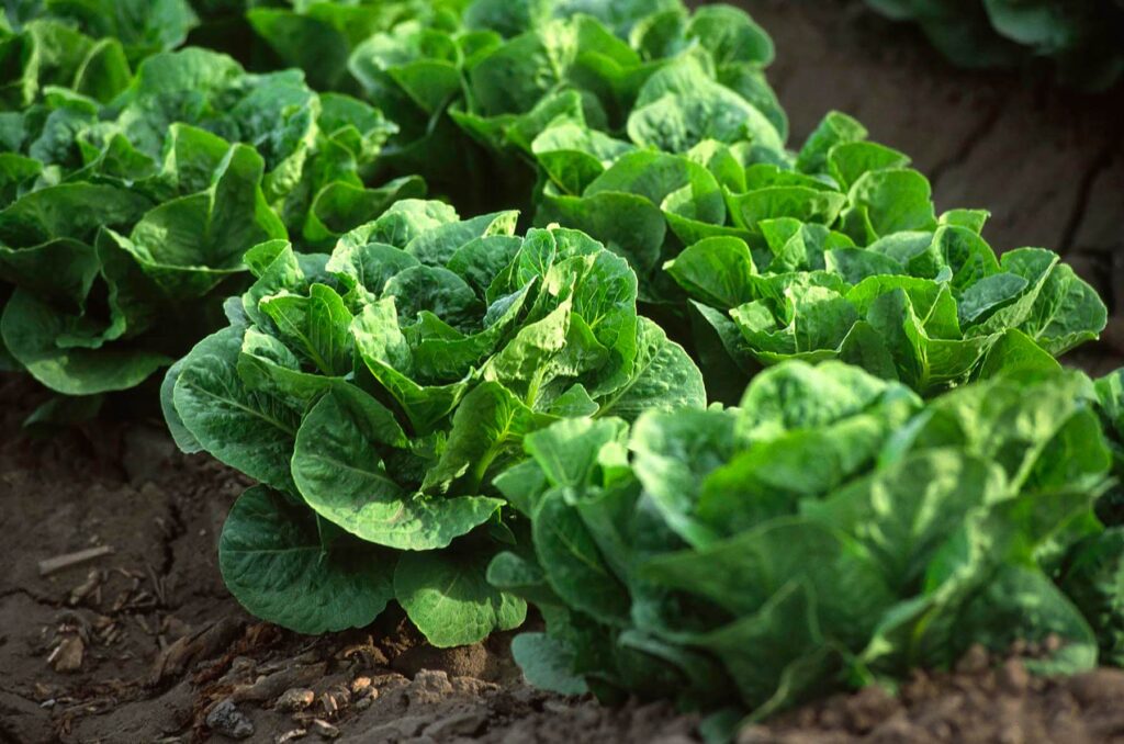 ROMAINE LETTUCE is grown in the SALINAS VALLEY of CALIFORNIA.  - Agricultural photography by Craig Lovell