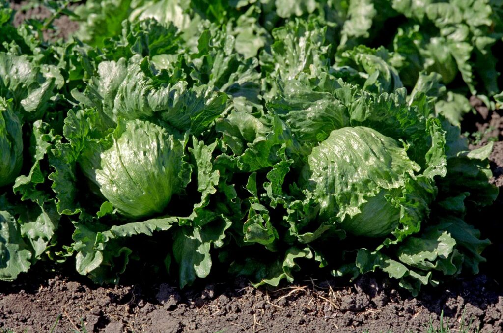 Close up of 2 heads of iceberg lettuce ready to pick in a field in Watsonville, California. - Agricultural photography by Craig Lovell