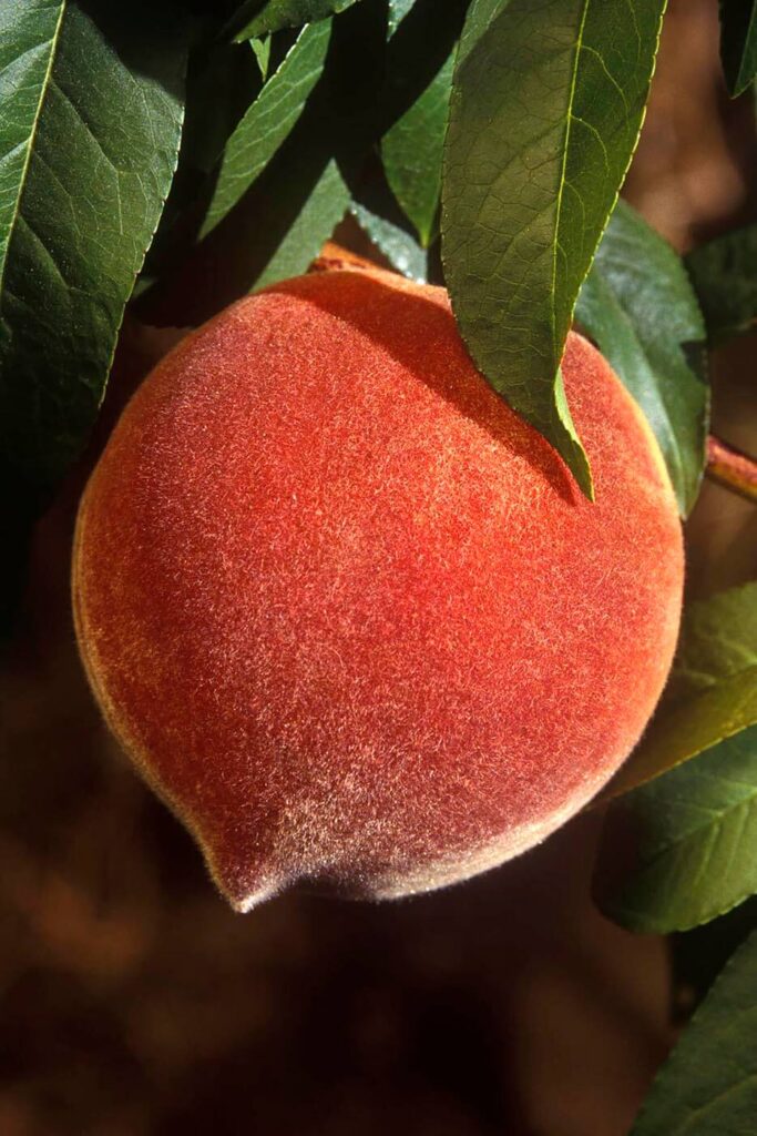 Close-up of PEACH on the tree in southern CALIFORNIA. - Agriculture photography by Craig Lovell