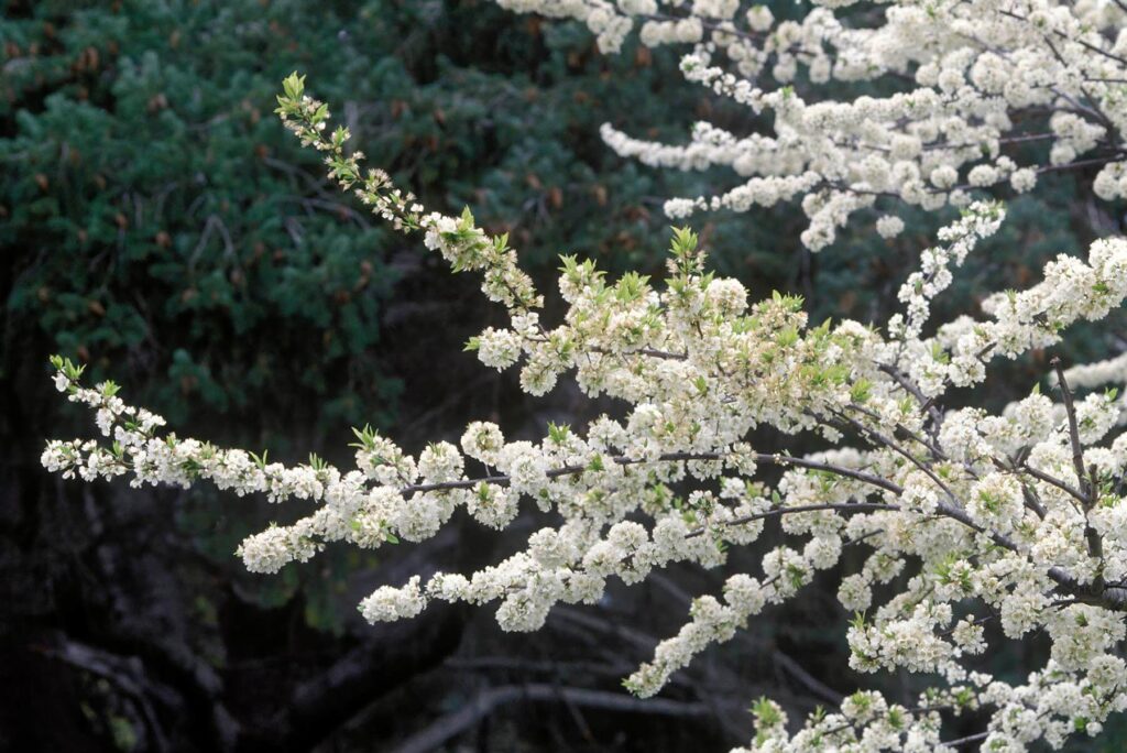 PLUM branches laden with blossoms - CALIFORNIA - Agriculture photography by Craig Lovell