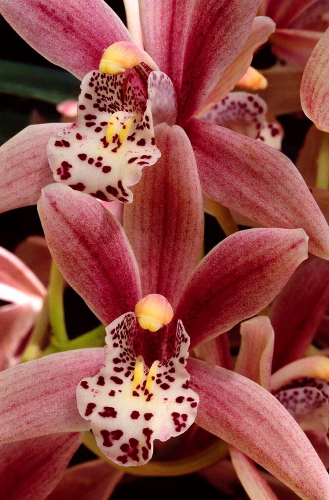 A rusty red CYMBIDIUM ORCHIDS in bloom. - Agriculture photography by Craig Lovell