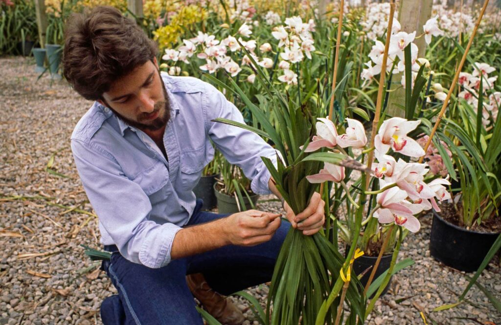 Nursery worker inspecting CYMBIDIUM ORCHIDS at ORCHID farm in SANTA BARBARA CALIFORNIA. - Agriculture photography by Craig Lovell