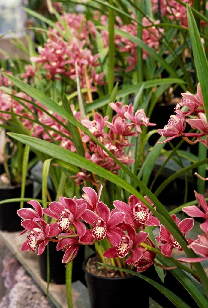 Blooming CYMBIDIUM ORCHIDS at ARMACOST & ROYSTON ORCHID FARM in SANTA BARBARA CALIFORNIA. - Agriculture photography by Craig Lovell