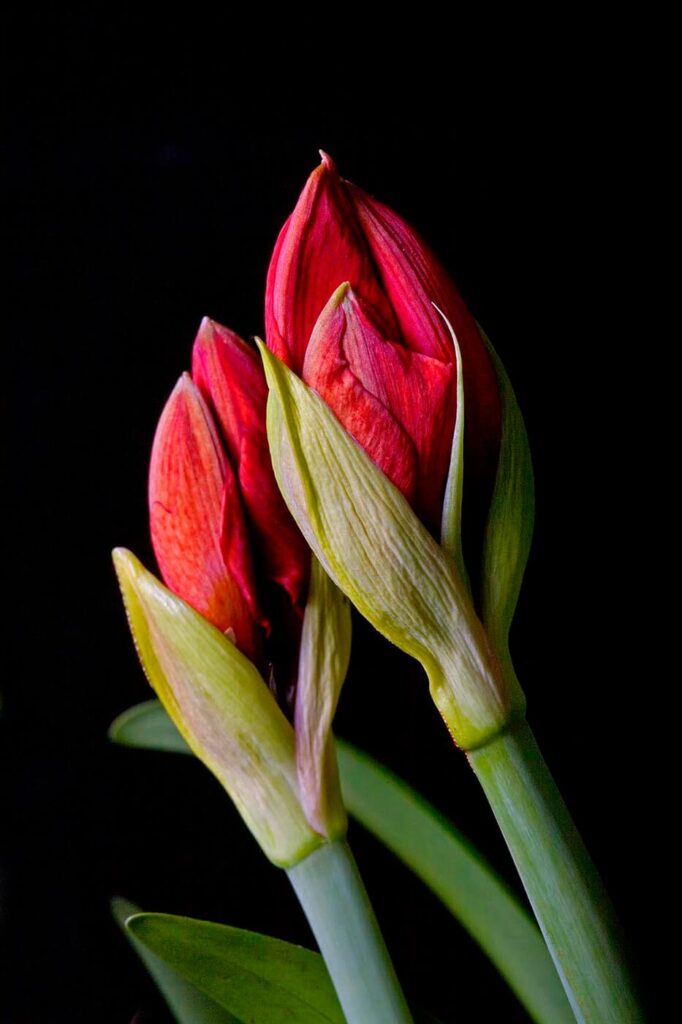 A AMARYLLIS flowers in bud form (Amaryllis Belladona). - Agriculture photography by Craig Lovell