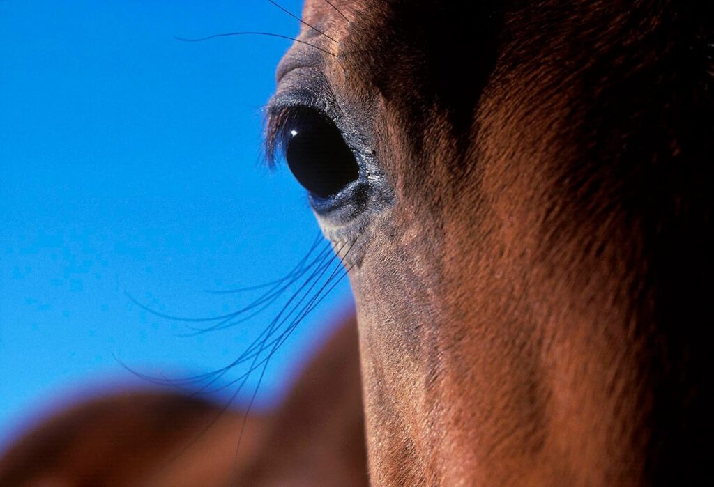 A QUARTER HORSES eye at a HORSE RANCH in BAKER OREGON. - Livestock photography by Craig Lovell