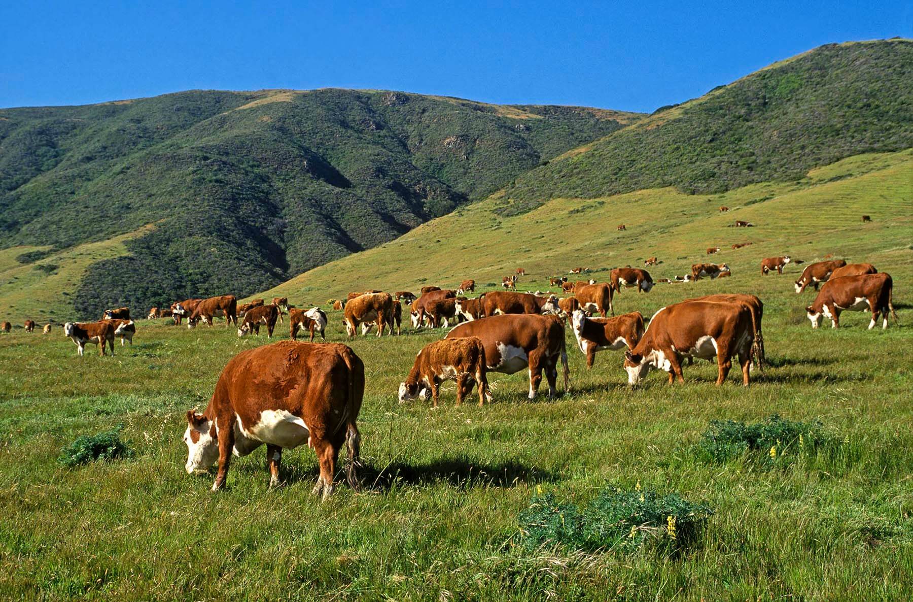 Hereford cows and calves grazing on the hills in Big Sur California. - Livestock photography by Craig Lovell