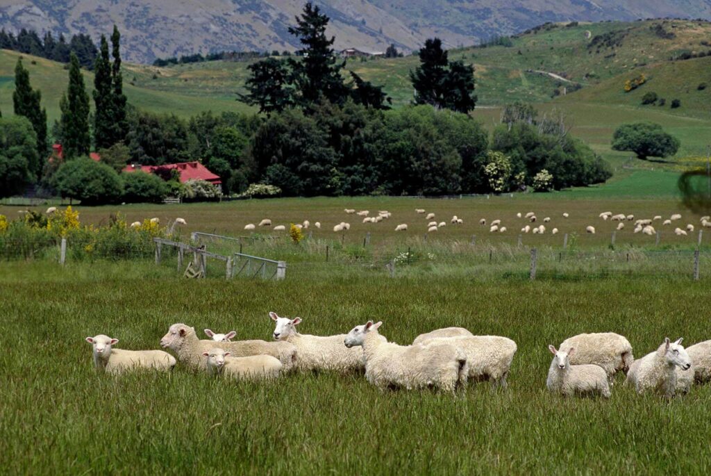 A flock of SHEEP graze on the lush pasture found near Queenstown in the  SOUTH ISLAND of NEW ZEALAND. - Photography by Eagle Visions Photography