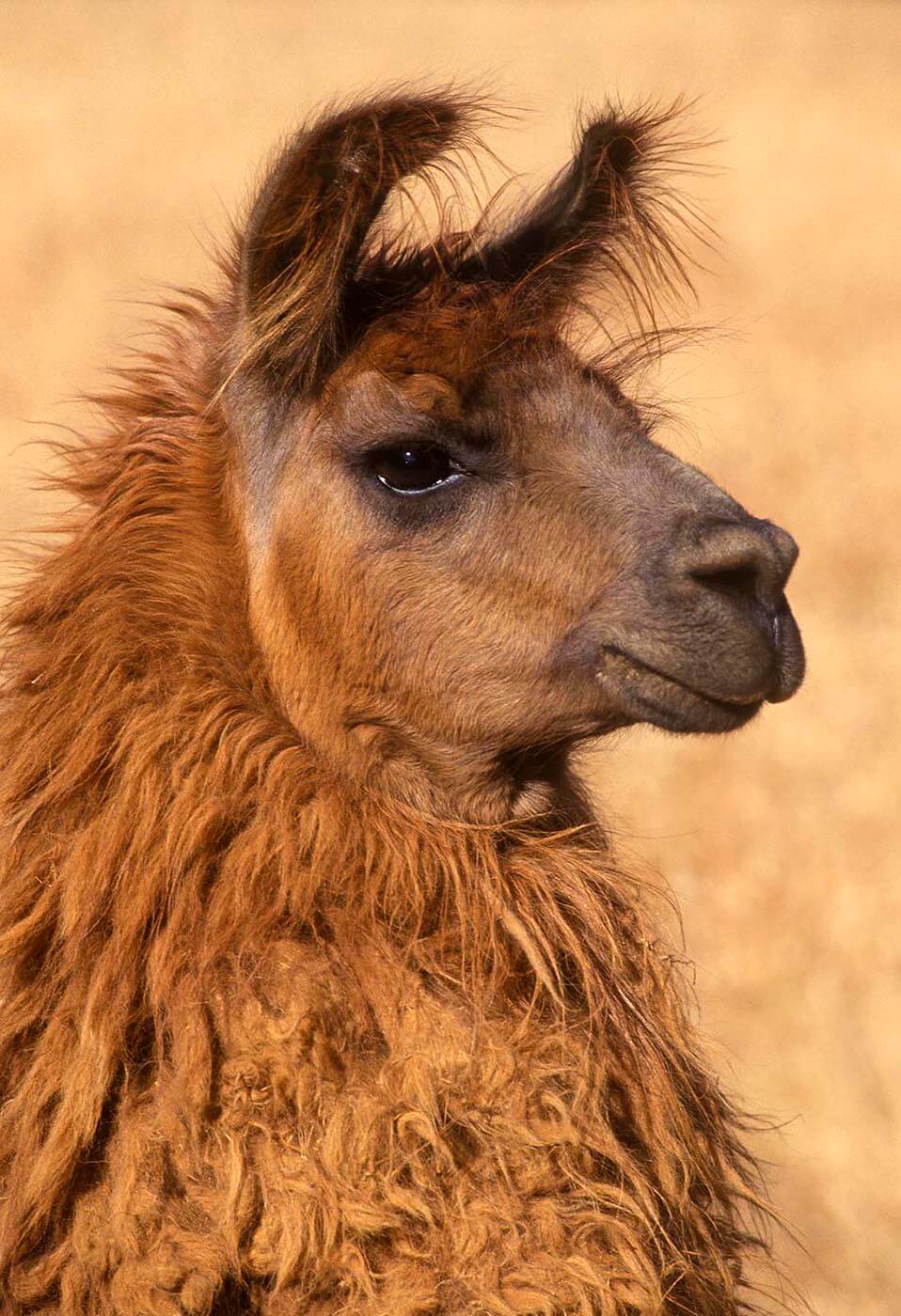 Pure bred brown LLAMA on a farm in CALIFORNIA. -  Agriculture photography by Craig Lovell