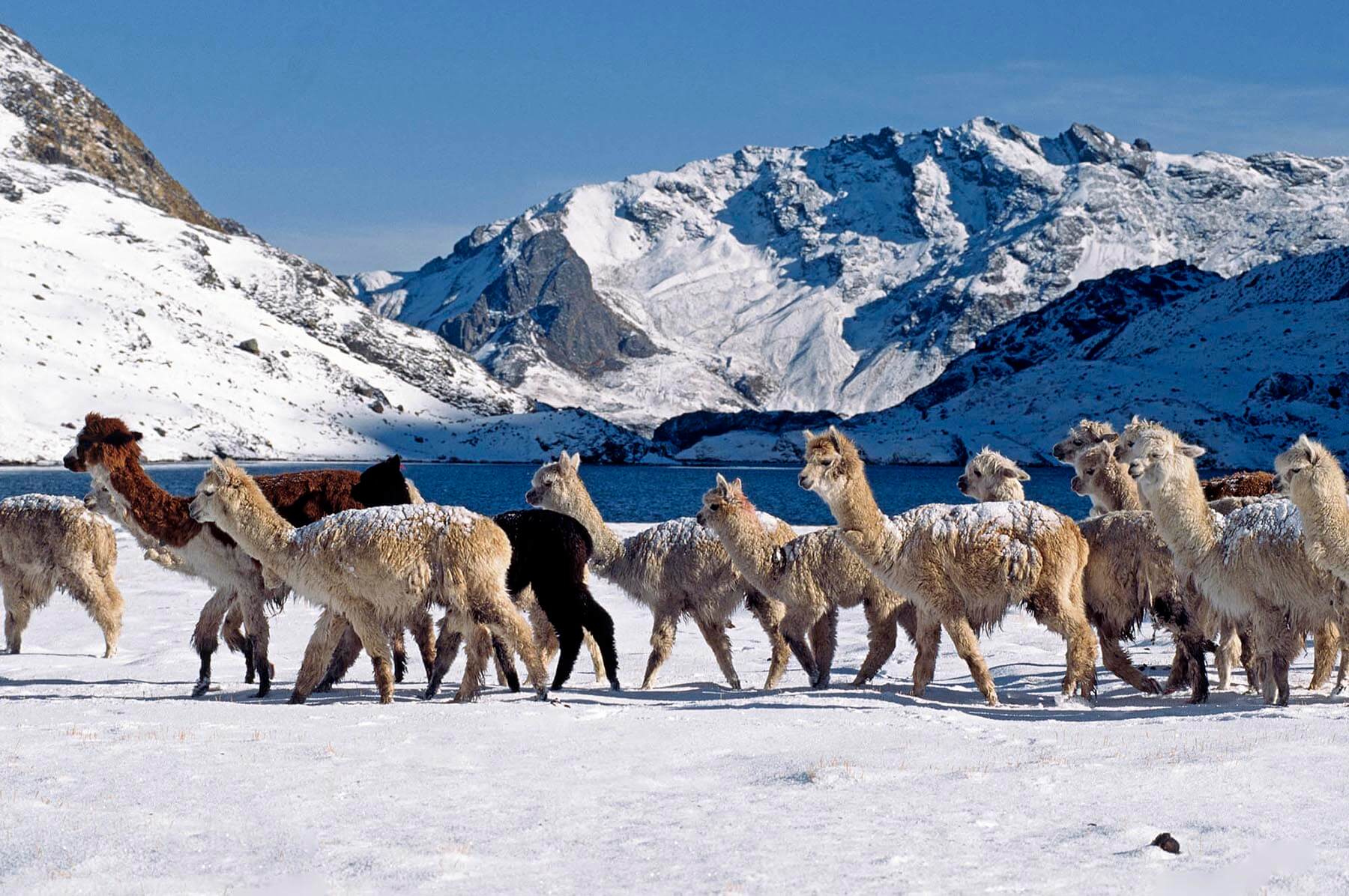 A herd of snow dusted ALPACAS pass by LAGUNA JATUN PUCACOCHA on the AUZANGATE TREK in the PERUVIAN ANDES. - Travel photography by Eagle Visions Photography
