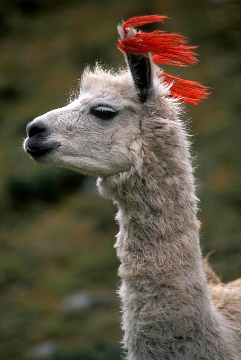 Close-up of white LLAMA with tassels at LLULLUCHAPAMPA (12,000 ft.) on the INCA TRAIL to MACHU PICCHU in PERU. - Agriculture photography by Craig Lovell