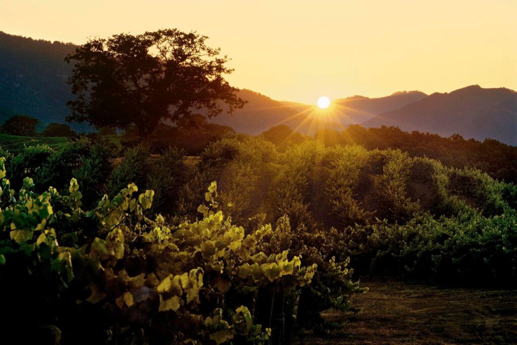 GRAPE VINE rows backlit by SUNSET at JOULLIAN VINEYARDS in the CARMEL VALLEY of CALIFORNIA.- Wine Industry photography by Craig Lovell