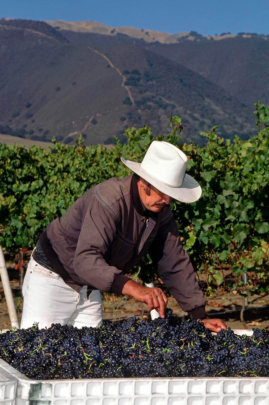 A farm worker inspects & cleans PINOT NOIR GRAPES  freshly picked & headed for the crush in MONTEREY COUNTY CALIFORNIA. - Wine Industry photography by Craig Lovell