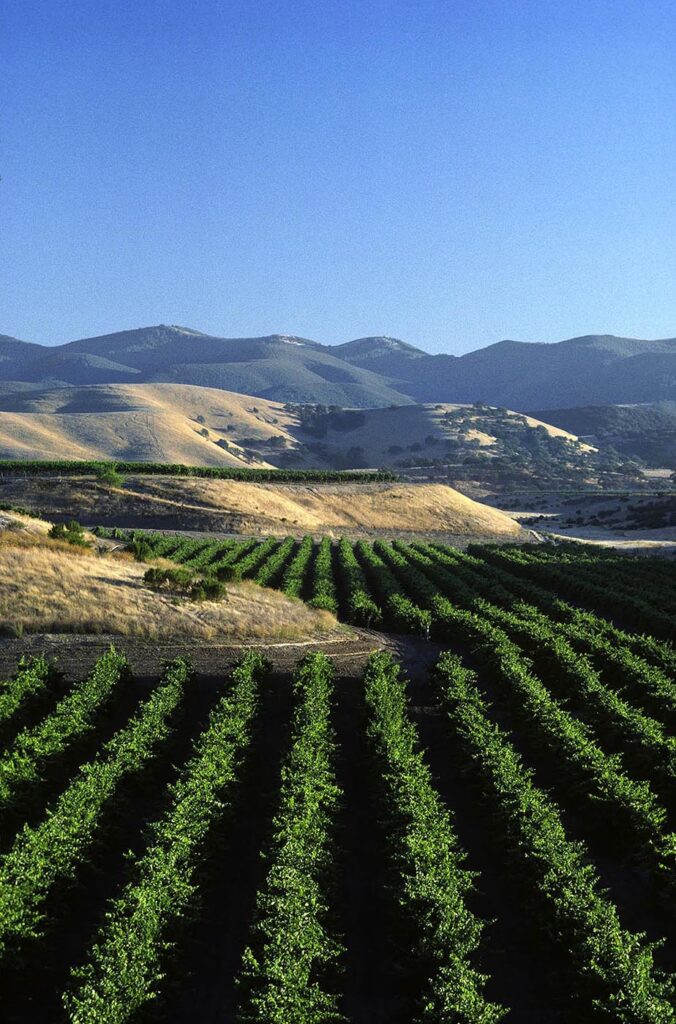 Rows of GRAPE VINES planted up to the rolling hills of the in SALINAS VALLEY of CALIFORNIA.  - Wine Industry photography by Craig Lovell