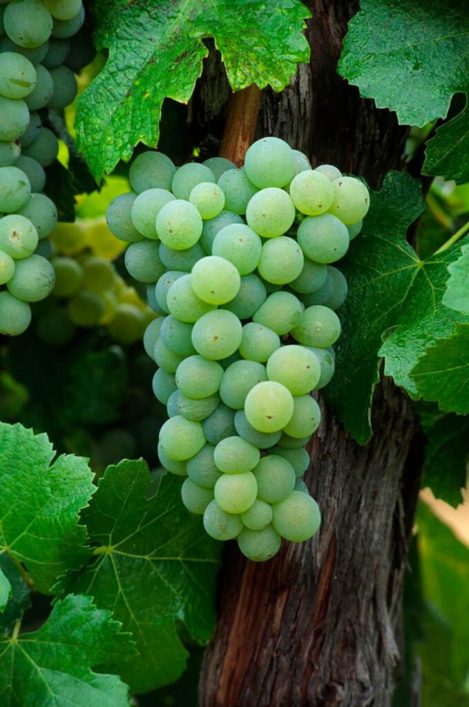 A cluster of SEMILLON WINE GRAPES is ripe and ready for harvest in a California vineyard.  - Wine Industry photography by Craig Lovell