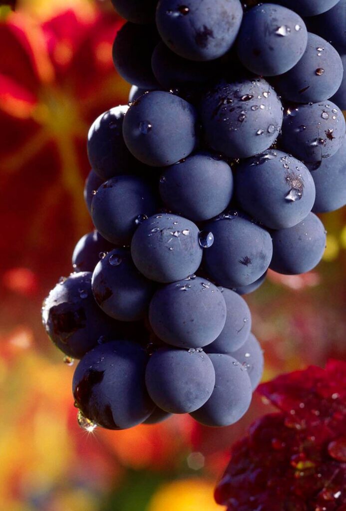 CLUSTER of CABERNET GRAPES ripening on the VINE in MONTEREY COUNTY CALIFORNIA.   - Wine Industry photography by Craig Lovell
