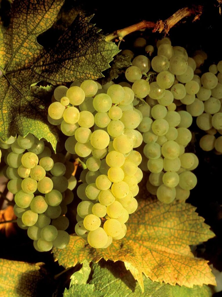 CHARDONNAY WINE GRAPES ripen on the vine at harvest time in a California vineyard.   - Wine Industry photography by Craig Lovell