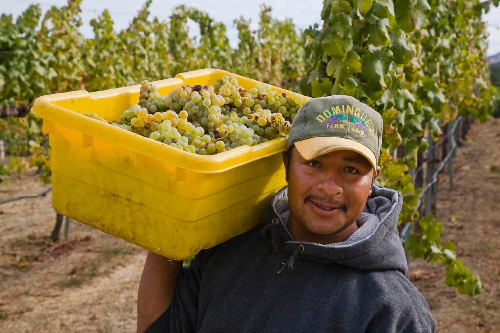 A farm worker picks SAUVIGNON BLANC grapes at JOULLIAN VINEYARDS in CARMEL VALLEY, CALIFORNIA. - Wine Industry photography by Craig Lovell