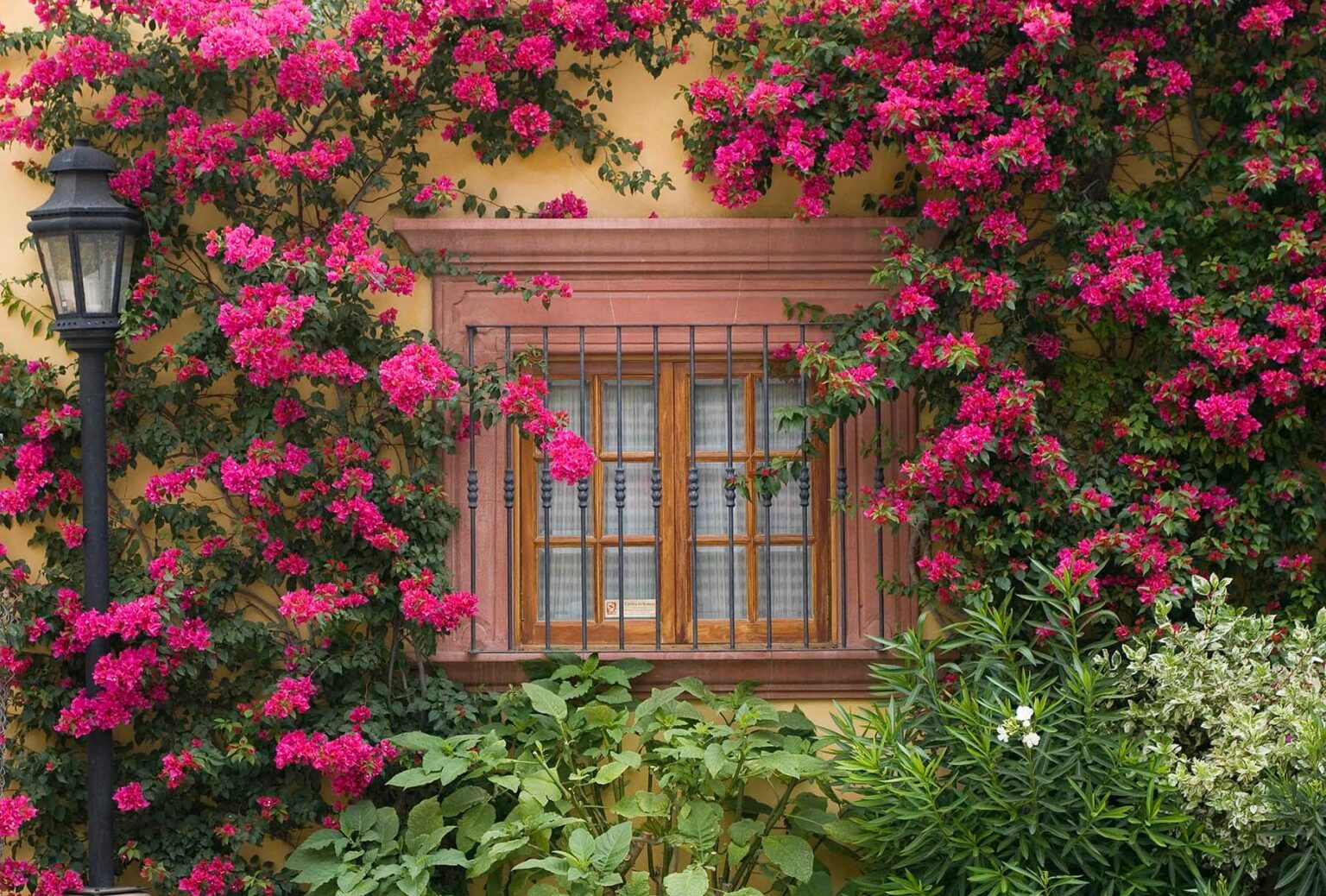 Bougainvillea grows around a window in SAN MIGUEL DE ALLENDE MEXICO.  - Architecture photography by Eagle Visions Photography