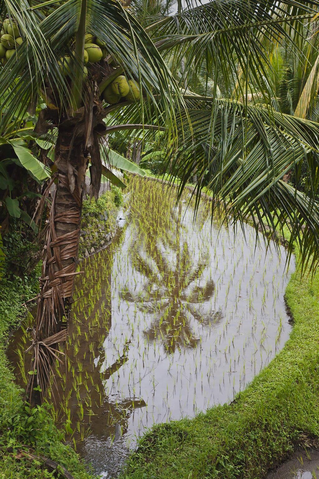 RICE TERRACES and COCONUT TREES are the main crops on the island - BALI, INDONESIA