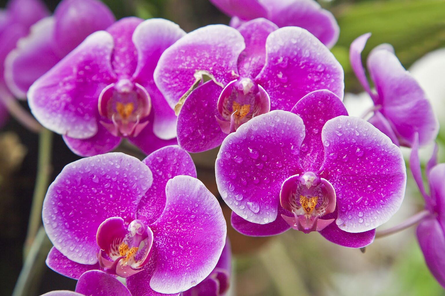 PURPLE PHALAENOPSIS ORCHIDS bloom in the greenhouse at the BOTANICAL GARDEN UBUD - BALI, INDONESIA