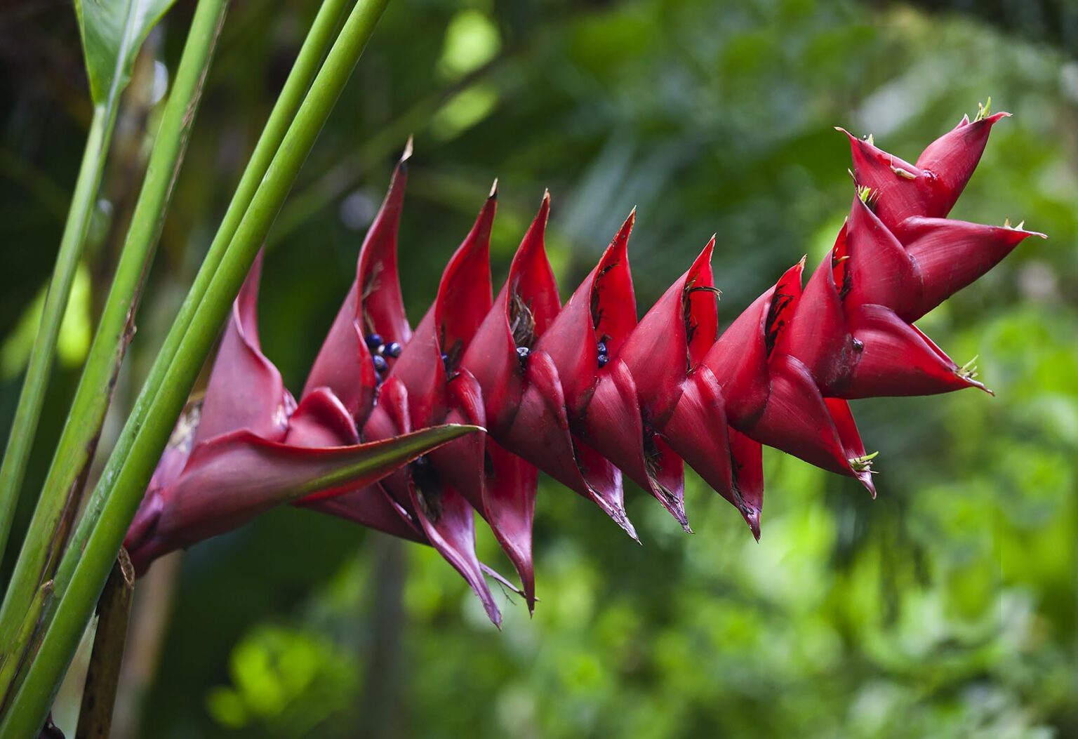 Exotic tropical plants bloom at the BOTANICAL GARDEN UBUD - BALI, INDONESIA