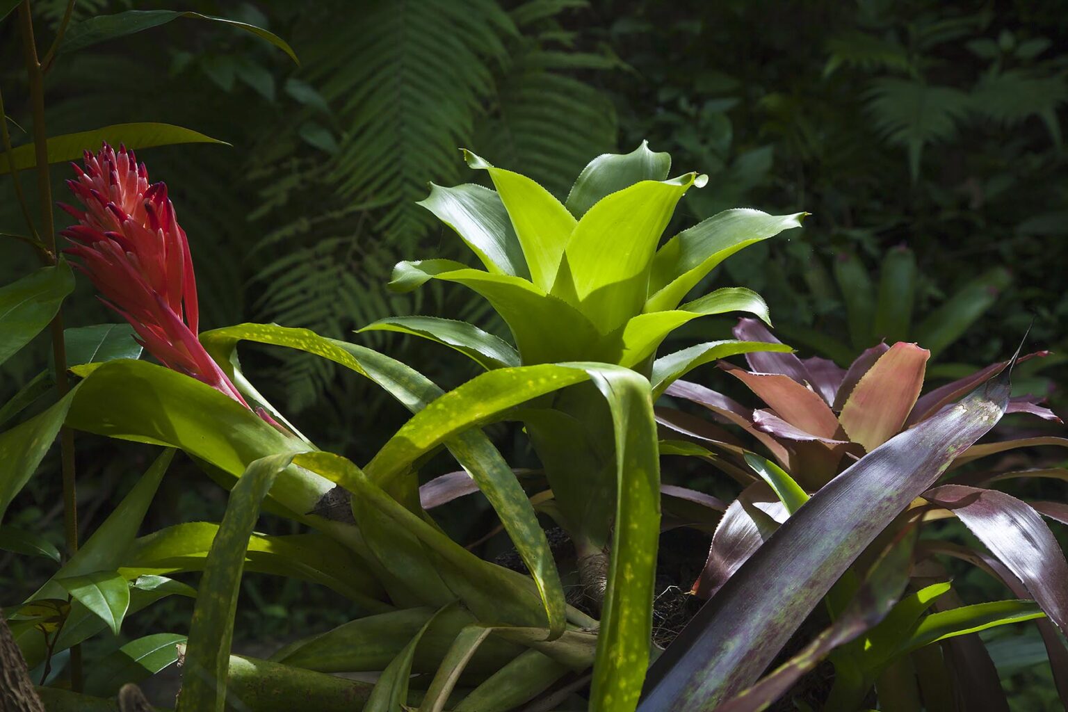 A BROMELIAD PLANTS in bloom at the BOTANICAL GARDEN UBUD - BALI, INDONESIA