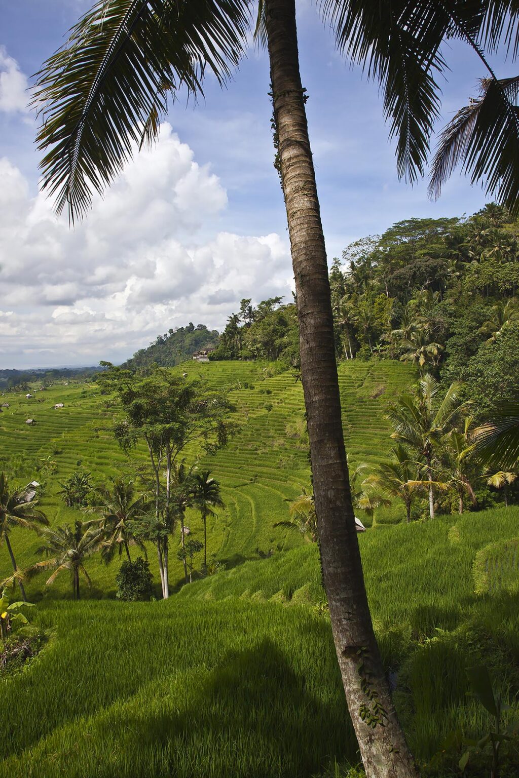RICE TERRACES and COCONUT PALMS are a major part of the agriculture of the island as seen here along SIDEMAN ROAD - BALI, INDONESIA