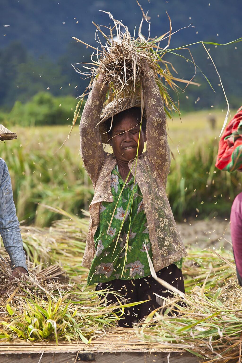 RICE is harvested and threshed in the fertile valleys along SIDEMAN ROAD - BALI, INDONESIA