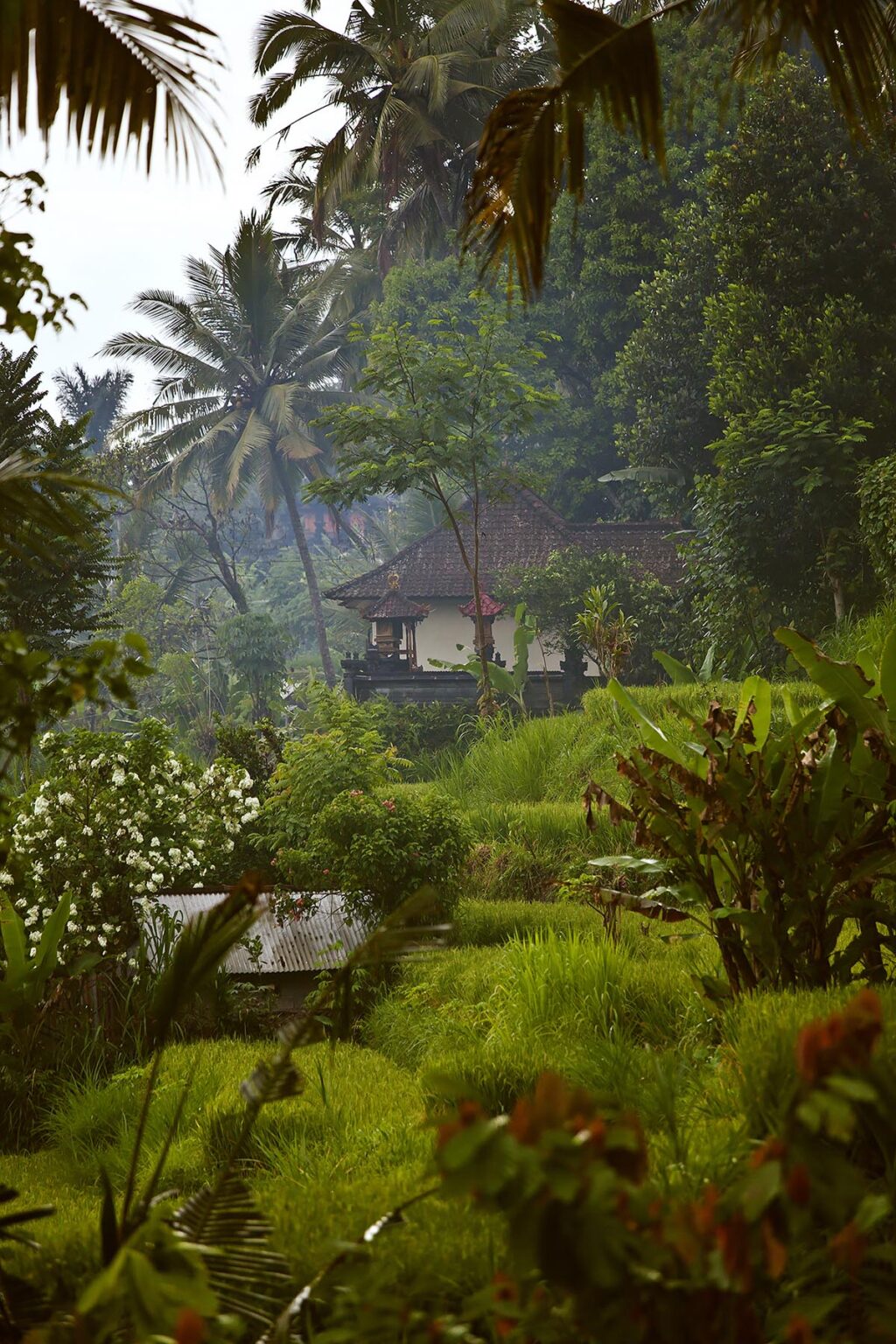RICE TERRACES and COCONUT PALMS in an agricultural village along the SIDEMAN ROAD - BAlI, INDONESIA