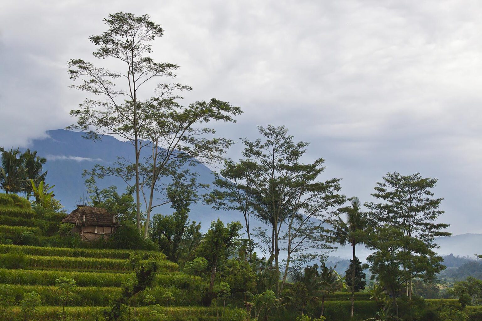 Sacred GUNUNG AGUNG the tallest mountain on the island is seen through RICE TERRACES along SIDEMAN ROAD - BALI, INDONESIA