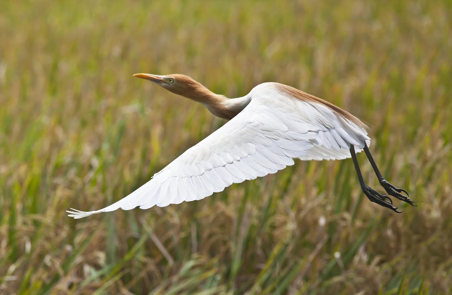A CATTLE EGRET (Bubulcus ibis) in flight at PETULU where many of the birds nest - UBUD, BALI