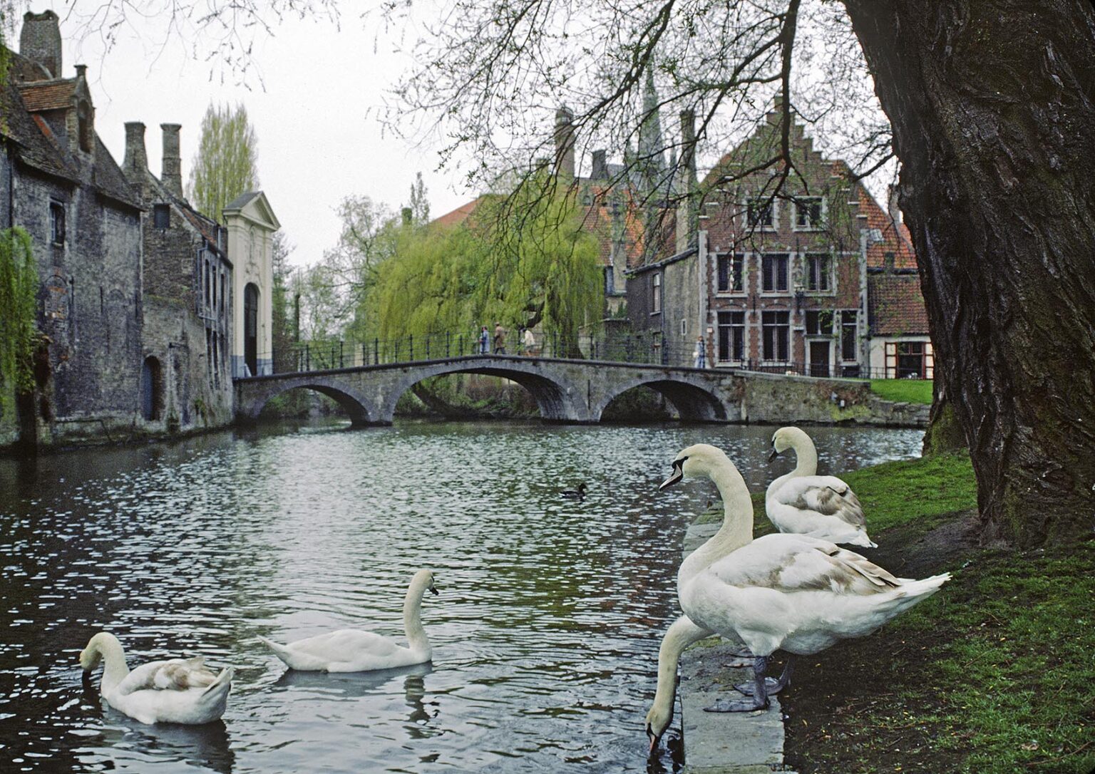 SWANS make their home in historic old BRUGGE - BELGIUM