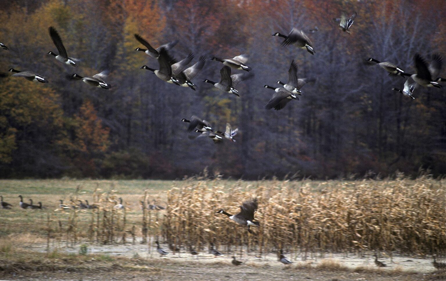 CANADIAN GEESE (Branta canadensis) in autumn along the eastern flyway of the United States