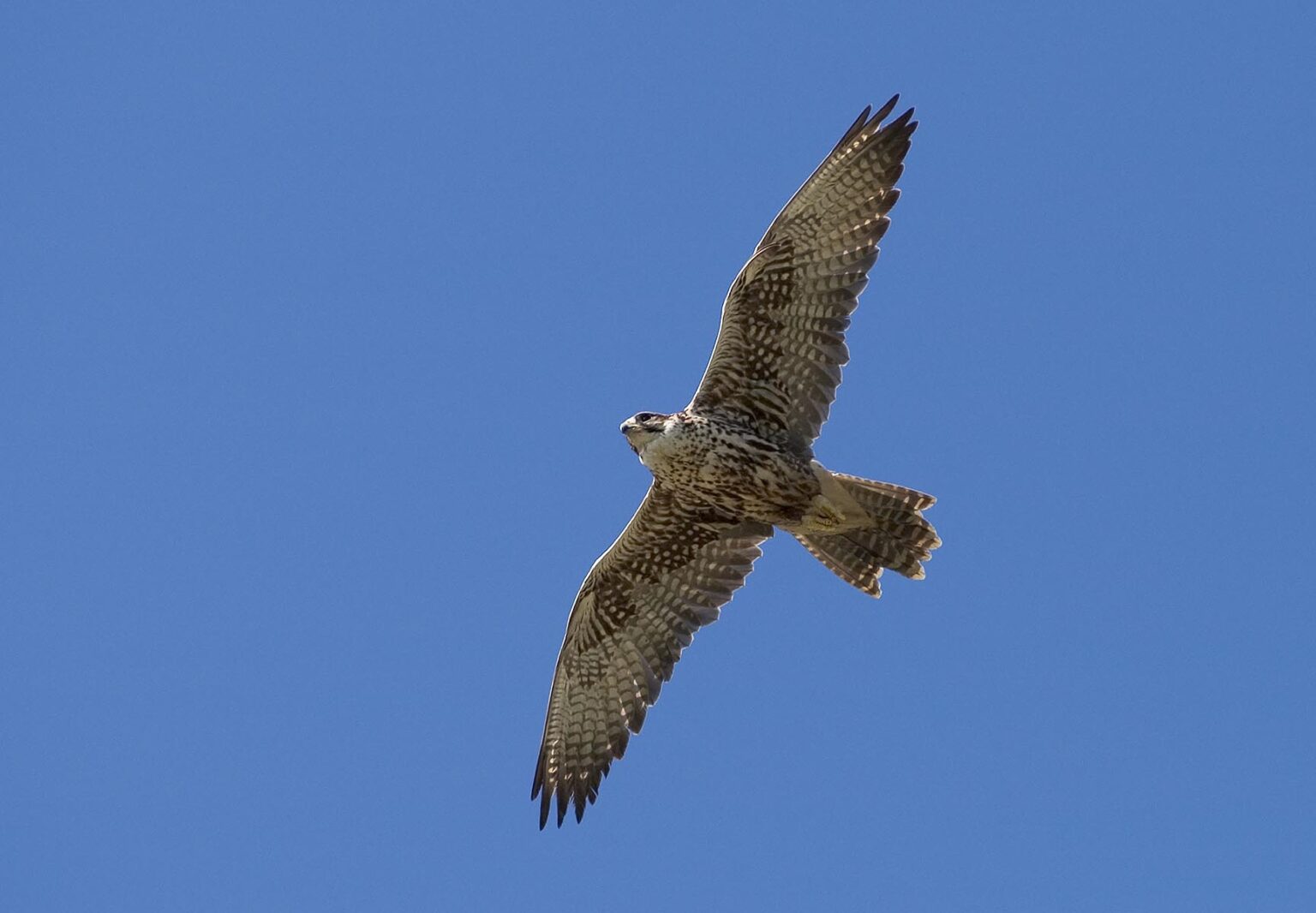 An endangered Saker Falcon (Falco cherrug), native to Southern Europe and Asia, sores above the ground hunting for food