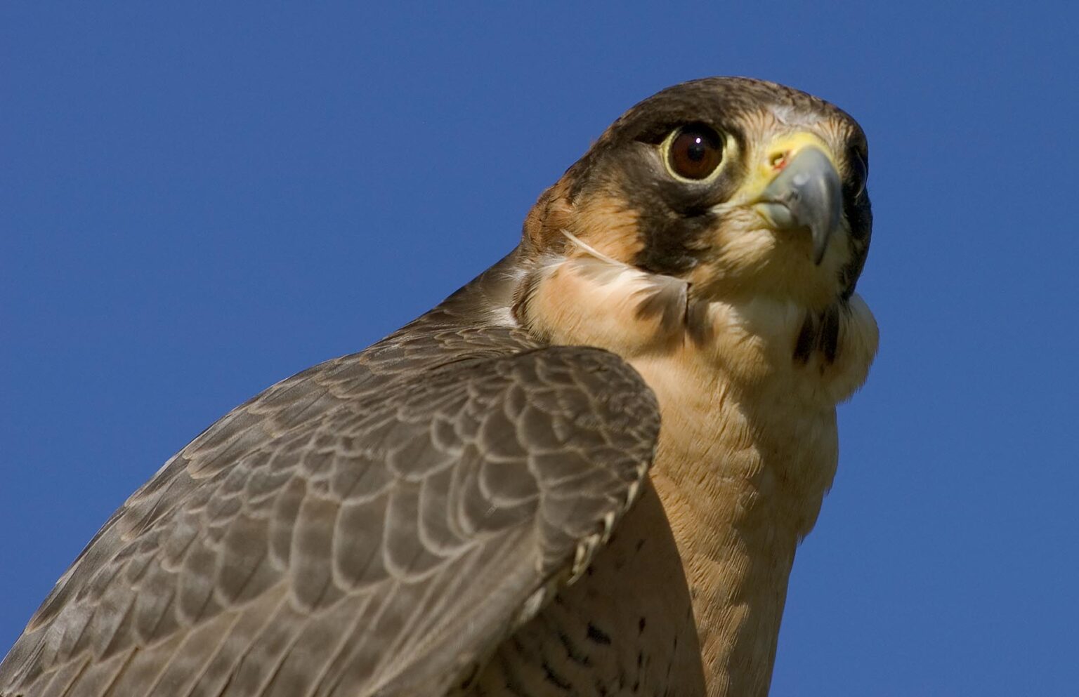 The head of a Barbary Falcon