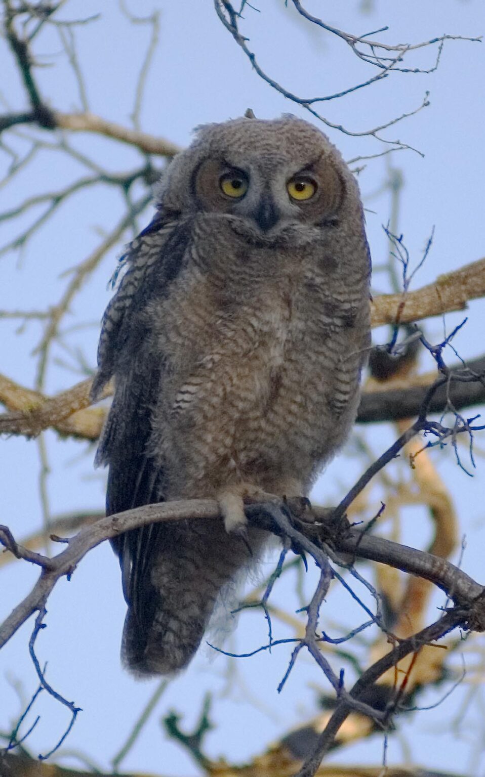 A fledgling Great Horned Own (Bubo virginianus) perched in a tree - Central,  Oregon