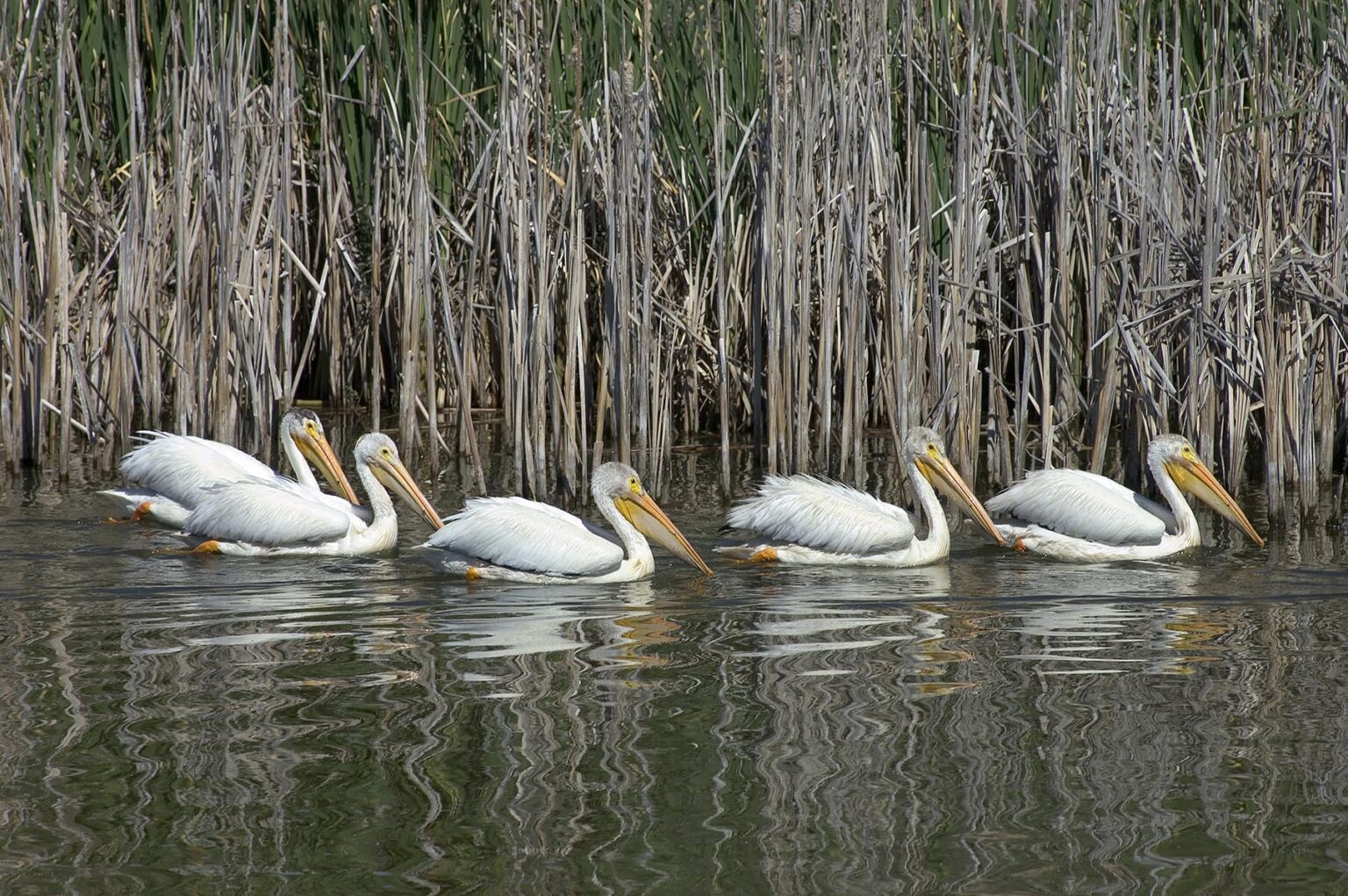 Five American White Pelicans (Pelecanus erythrorhynchos) land in a canal - Northern California