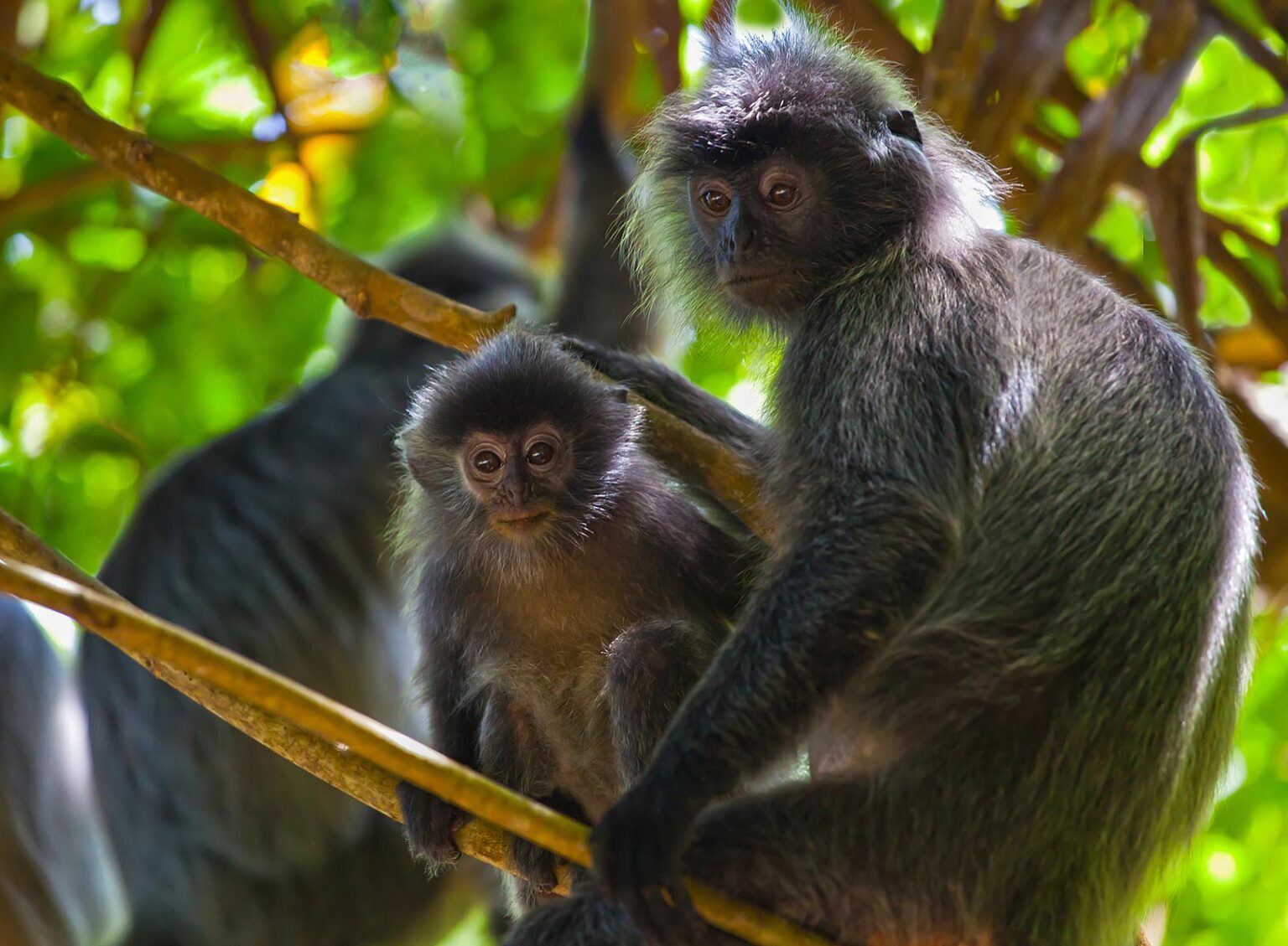 A mother and baby SILVER BACKED LEAF MONKEY or SILVERY LUTUNG in BAKO NATIONAL PARK which is located in SARAWAK - BORNEO, MALAYSIA