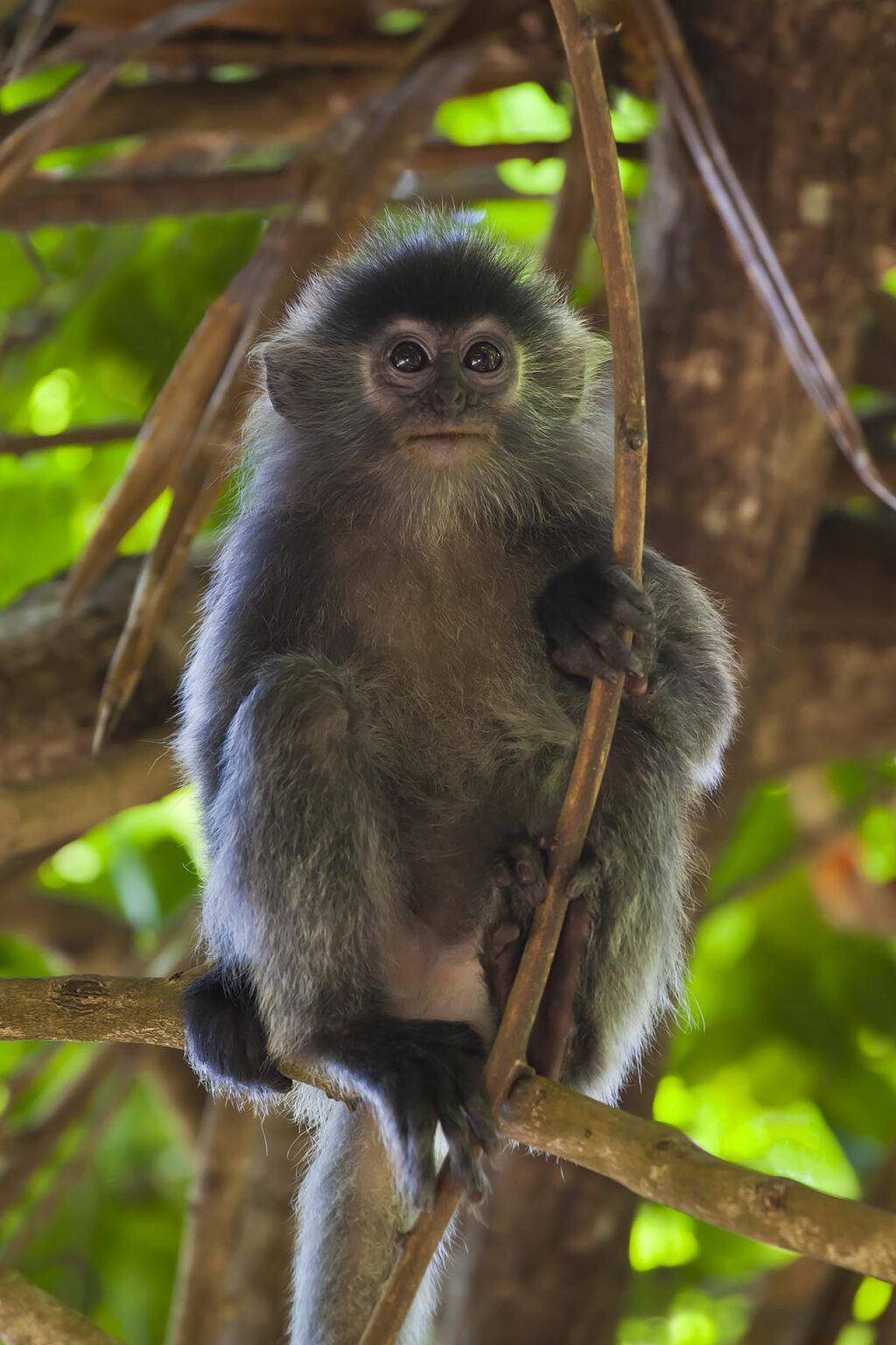 A baby SILVER BACKED LEAF MONKEY or SILVERY LUTUNG in BAKO NATIONAL PARK which is located in SARAWAK - BORNEO, MALAYSIA