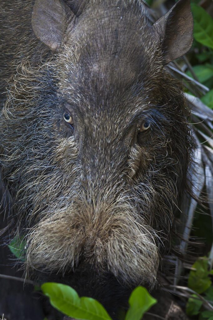 A BORNEON BEARDED PIG (Sus barbatus) living in BAKO NATIONAL PARK which is located in SARAWAK - BORNEO, MALAYSIA